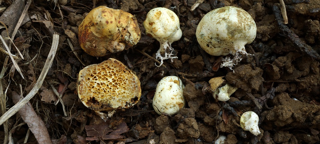 Mushrooms of Northeast North America: Midwest to New England