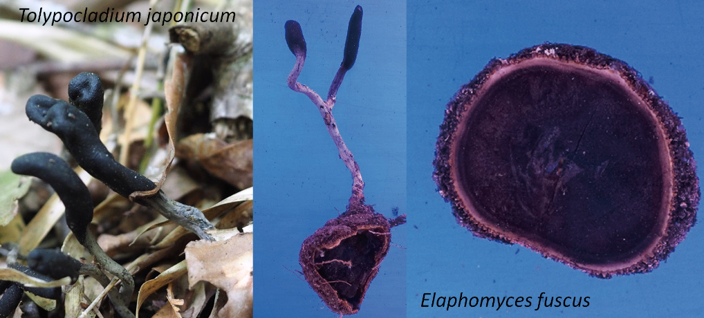 A new distributional record of <em>Elaphomyces fuscus</em> from Japan: as a new host of <em>Tolypocladium japonicum</em><br>ゴマタマツチダンゴの日本における新たな分布記録： タンポタケモドキの新宿主として