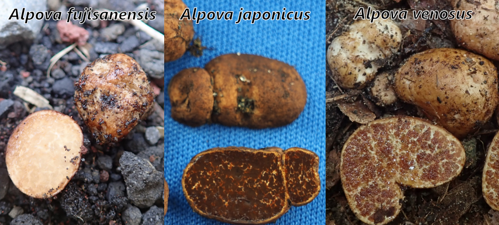 論文紹介：日本産アルポバ属の3新種とアルポバ属の生物地理学的な新たな知見