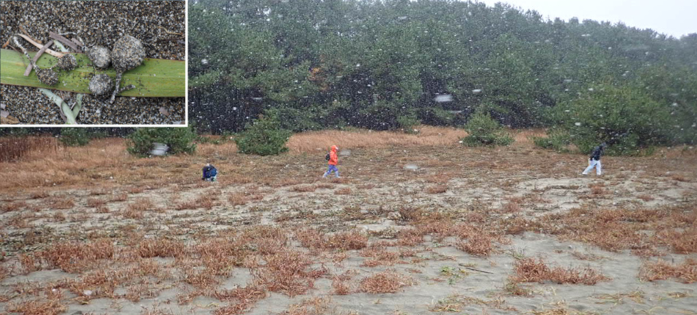 ワタゲスナツブタケ<em>Gastrosporium gossypinum</em>の日本における新産地