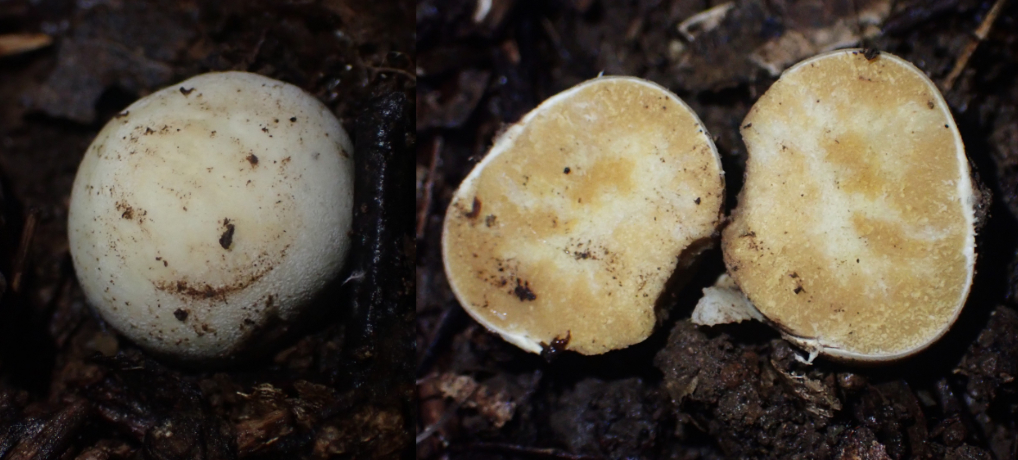 島根県隠岐諸島での広義コイシタケ（<em>Russula</em> sp.） の新産地報告