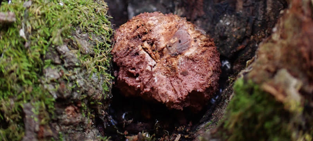 長野県において観察されたベニタケ属地下生菌の動物による被食と考えられる事例について