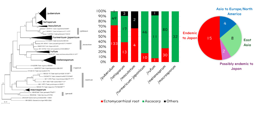 国際塩基配列データベースから見る日本の外生菌根菌相： 子嚢菌門 チャワンタケ目tuber-helvella 系統セイヨウショウロ科<br>Ectomycorrhizal fungal flora in Japan revealed by the International Nucleotide Sequence Database: Tuberaceae (the lineage tuber-helvella), Pezizales, Ascomycota