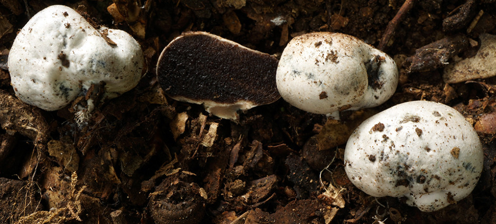 <em>Rossbeevera subalbida</em> (Boletaceae, Boletales), a new, rare truffle-like species from Japan<br>国内に稀産する新種トリュフ型菌、 ウノハナツチダマタケ <em>Rossbeevera subalbida</em> (イグチ目イグチ科)
